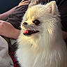 dog, pomeranian, fluffy, white_fur, pet, animal, smiling, happy, sitting, indoor, person, arm, clothing, casual, fur, closeup, portrait, sunlight, cozy, lap