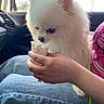 dog, pomeranian, white_fur, pet, car_interior, person, hand, jeans, pink_shirt, spiderman_design, plastic_cup, drinking, sunlight, window, lap, close_up, fluffy, cute, indoor, vehicle