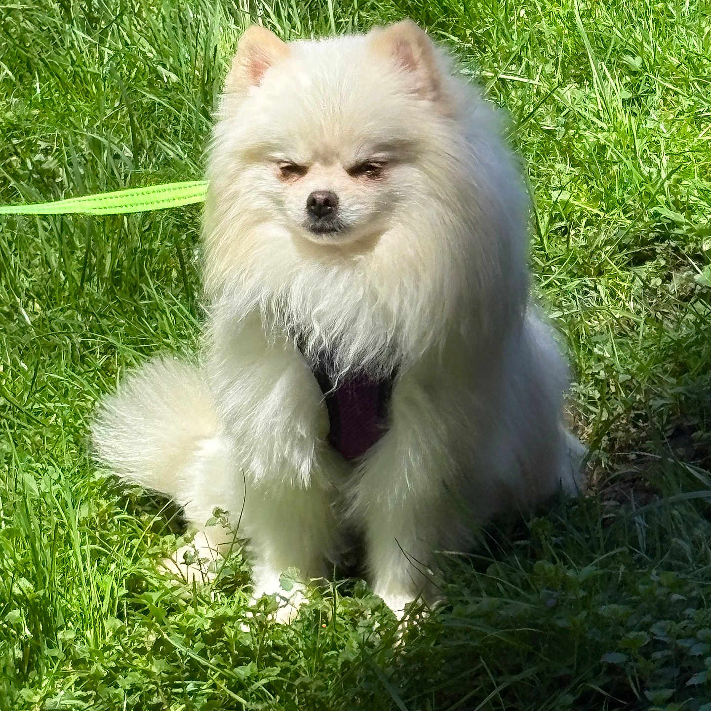 Toby
