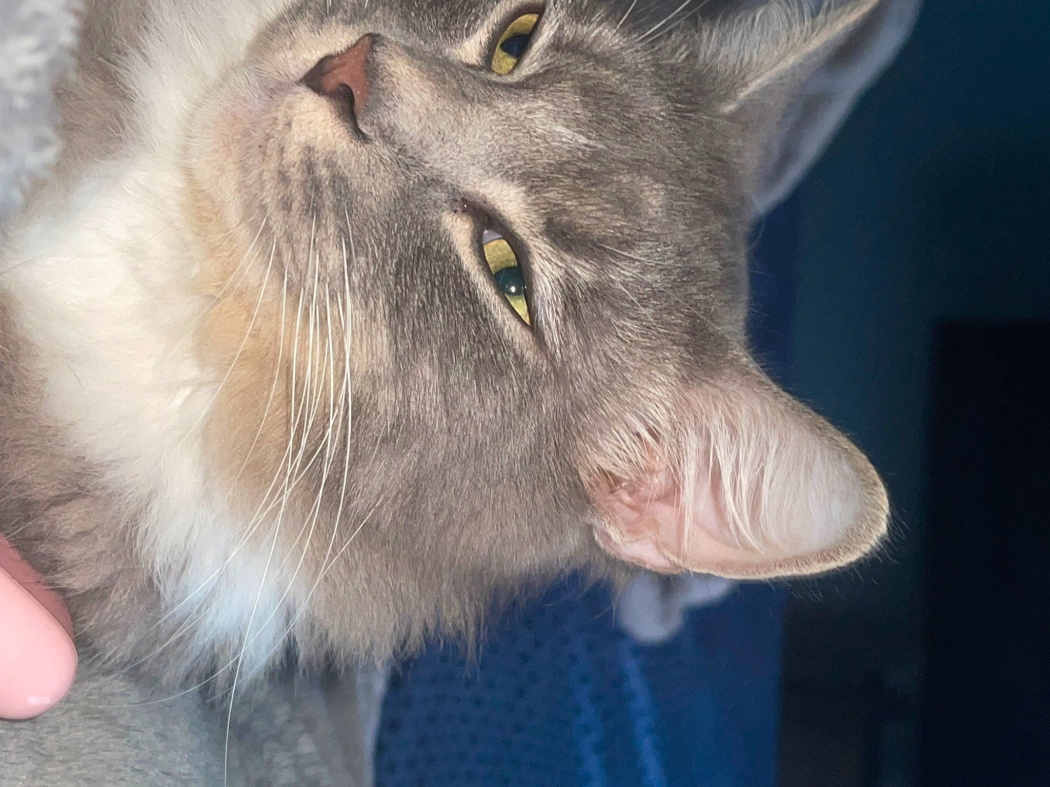 Tiger joined the competition — help win amazing prizes! carnivore, cat, domestic_short_haired_cat, electric_blue, fang, felidae, fur, paw, small_to_medium_sized_cats, snout, terrestrial_animal, whiskers, wildlife