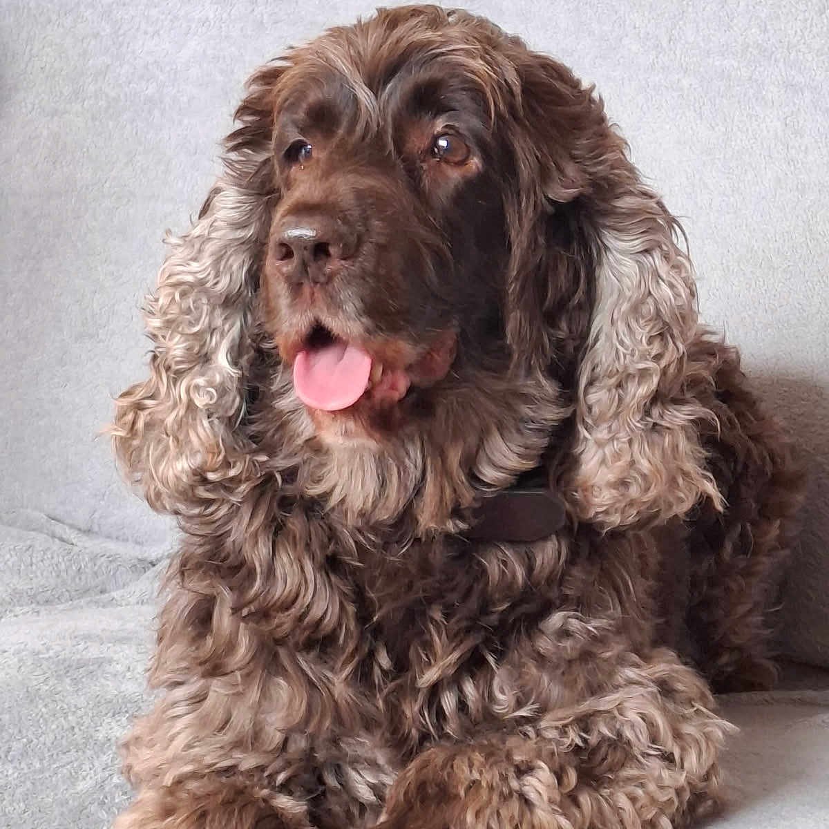 Marley participe au concours pour gagner de l'argent avec cette photo : animal, brown, companion, couch, cozy, curly_fur, cute, dog, domestic, fluffy, friendly, furry, household, indoor, mammal, pet, portrait, relaxed, resting, tongue_out