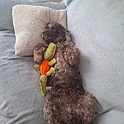 Marley a rejoint le concours — aidez-le/la à gagner de superbes lots ! alligator_toy, animal, brown_dog, companion, couch, cozy, cute, dog, floor_tiles, fur, home, indoor, lying_down, pet, pillow, plush_toy, relaxed, resting, sleepy, toy