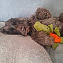 Marley a rejoint le concours — aidez-le/la à gagner de superbes lots ! animal, brown_dog, comfort, companion, cozy, cute, dog, domestic_animal, fur, green_toy, indoors, laying_down, orange_toy, pet, pillow, plush_toy, relaxed, resting, sleepy, soft_texture