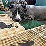dog, bed, bedding, blanket, indoor, resting, animal, pet, gray, white, pattern, deer, tree, cozy, fur, ears, face, looking, cute, domestic