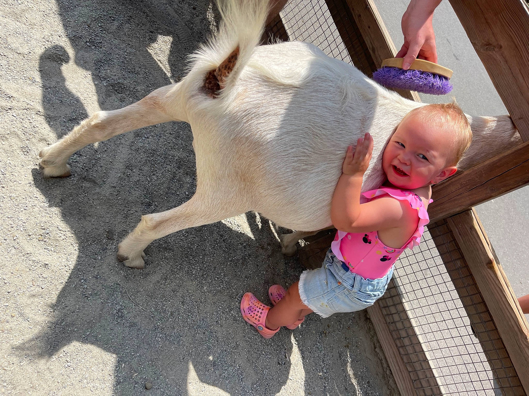 Kenzie is registered to the contest to win money with this photo: baby, baby_toddler_clothing, child, domestic_pig, foot, fun, fur, goat, goat_antelope, goats, grass, happy, joy, leisure, livestock, magenta, person, soil, suidae, toddler