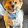 dog, pet, happy, smiling, tongue_out, bandana, groomed, fluffy, indoor, couch, seated, cute, animal, canine, fur, collar, domestic_animal, friendly, companion, portrait