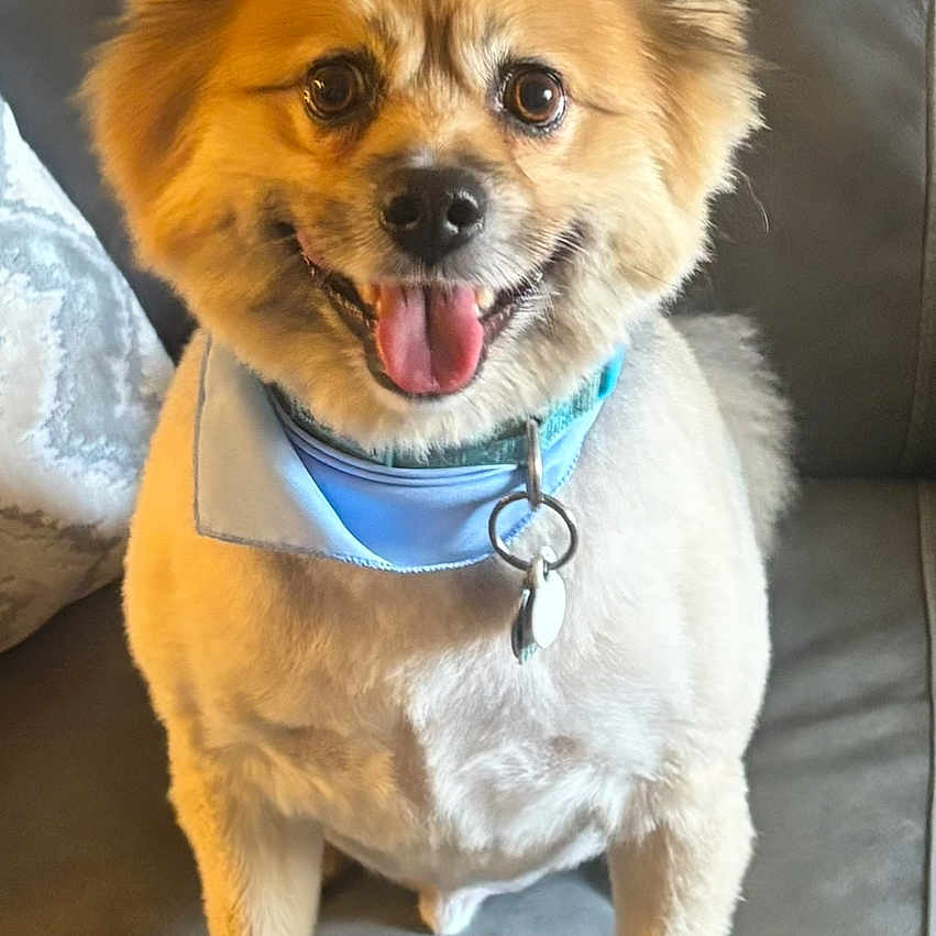 Charlie is registered to the contest to win money with this photo: animal, bandana, canine, collar, companion, couch, cute, dog, domestic_animal, fluffy, friendly, fur, groomed, happy, indoor, pet, portrait, seated, smiling, tongue_out