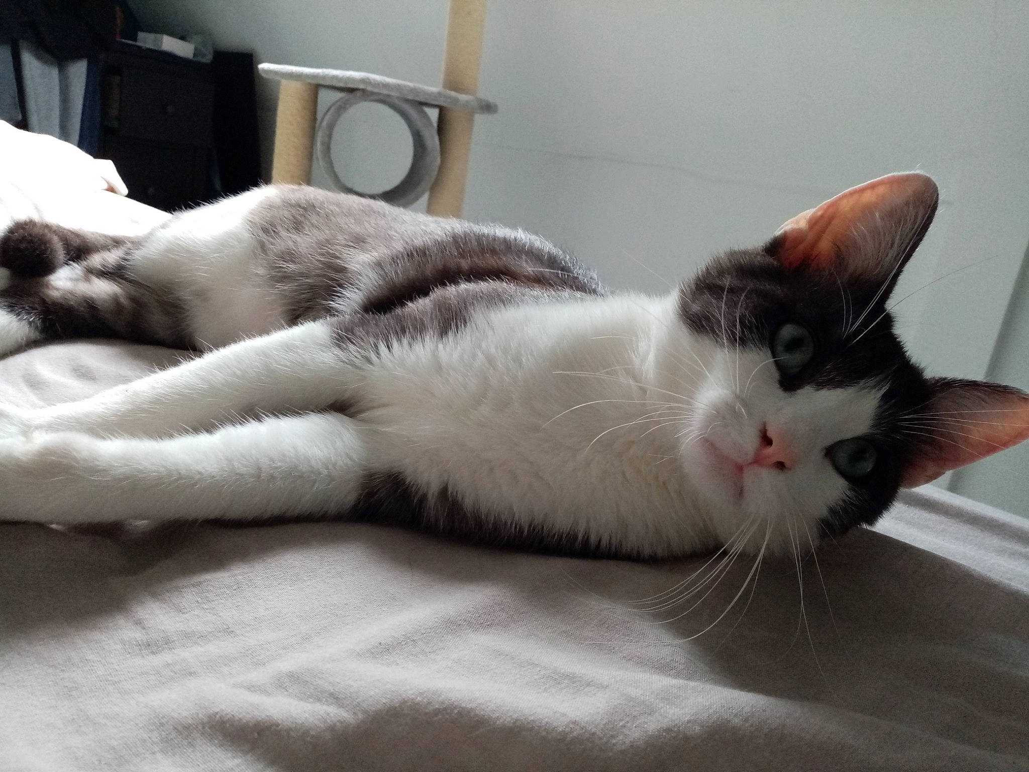 Severus a rejoint le concours — aidez-le/la à gagner de superbes lots ! aegean_cat, carnivore, cat, domestic_short_haired_cat, ear, european_shorthair, fawn, felidae, fur, kitten, nap, paw, polydactyl_cat, small_to_medium_sized_cats, snout, tail, whiskers