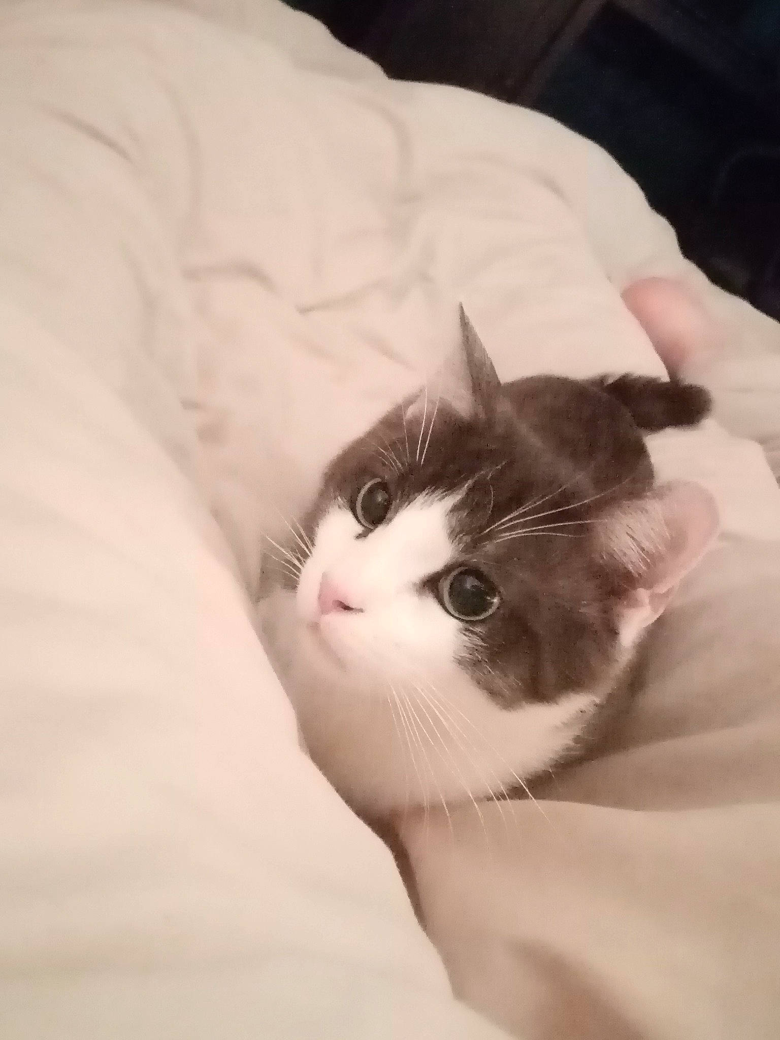 Severus participe au concours pour gagner de l'argent avec cette photo : aegean_cat, carnivore, cat, domestic_short_haired_cat, ear, eye, felidae, fur, kitten, norwegian_forest_cat, small_to_medium_sized_cats, tail, turkish_van, whiskers, white