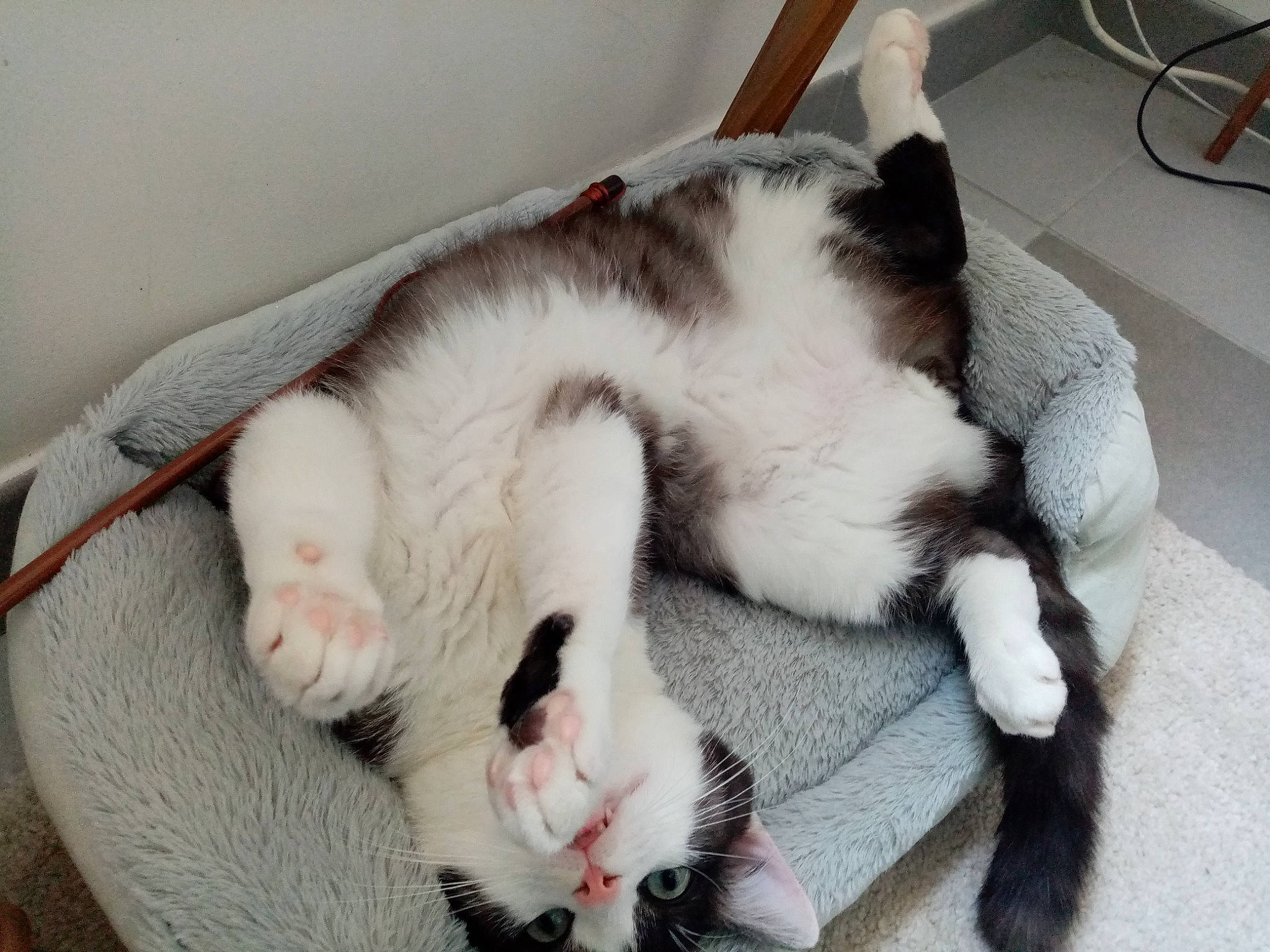 Severus participe au concours pour gagner de l'argent avec cette photo : carnivore, cat, claw, domestic_short_haired_cat, ear, felidae, fur, kitten, nap, paw, polydactyl_cat, sleep, small_to_medium_sized_cats, tail, whiskers