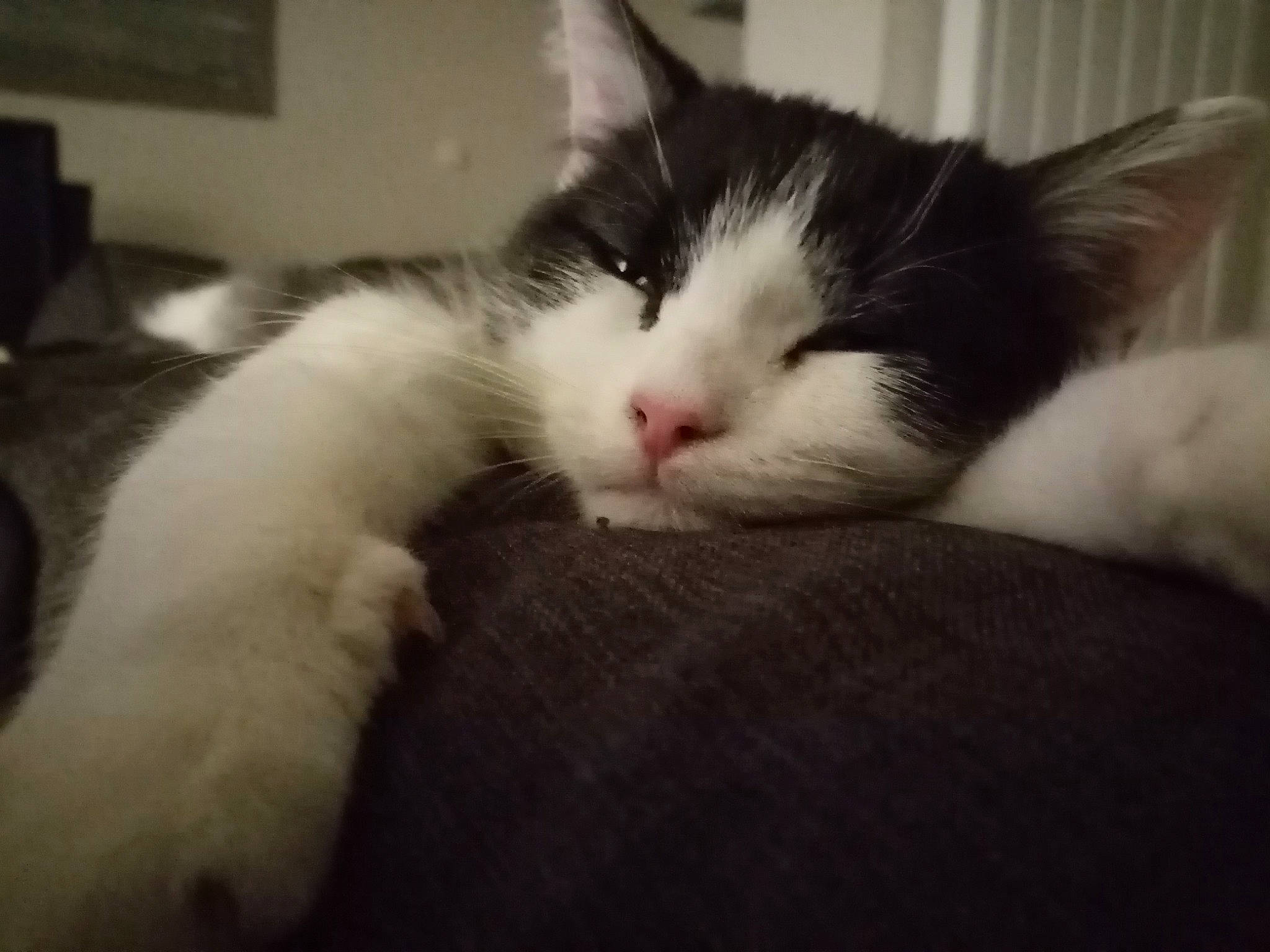 Severus a rejoint le concours — aidez-le/la à gagner de superbes lots ! aegean_cat, black_and_white, carnivore, cat, domestic_short_haired_cat, ear, felidae, fur, kitten, nap, norwegian_forest_cat, nose, polydactyl_cat, sky, small_to_medium_sized_cats, snout, turkish_van, whiskers