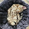 Kaos is registered to the contest to win money with this photo: animal, blanket, cat, comfortable, cozy, cute, domestic, feline, fur, indoor, mammal, paws, pet, relaxing, resting, sleeping, soft, spotted, tail, whiskers