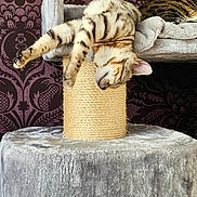 Kaos is registered to the contest to win money with this photo: animal, cat, cat_tree, claws, cozy, cute, fur, furniture, indoor, mammal, nap, patterned_wall, pet, purple, relaxing, resting, scratching_post, sleeping, tabby, whiskers