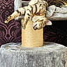 animal, cat, cat_tree, claws, cozy, cute, fur, furniture, indoor, mammal, nap, patterned_wall, pet, purple, relaxing, resting, scratching_post, sleeping, tabby, whiskers
