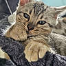 Kaos joined the competition — help win amazing prizes! animal, blanket, cat, close_up, cozy, cute, face, feline, furry, indoor, kitten, paw, pet, relaxed, resting, sleepy, soft, tabby, whiskers, young