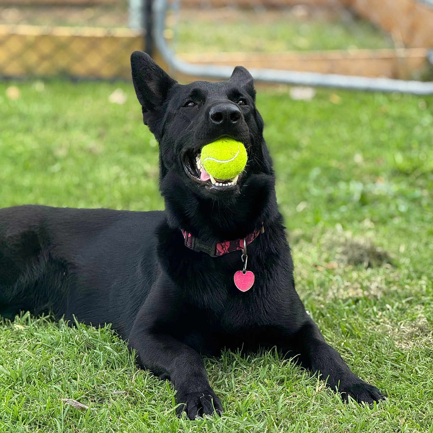 Oakley joined the competition — help win amazing prizes! animal, black_dog, canine, collar, cute, daylight, dog, ears, fence, grass, greenery, happy, lying_down, muzzle, outdoor, pet, playful, tennis_ball, tongue, yard