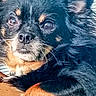 dog, puppy, black_and_tan, scruffy_fur, short_hair, portrait, close_up, face, eyes, nose, whiskers, paws, lying_down, wooden_surface, indoor, pet, companion_animal, wide_eyed, adorable, photography
