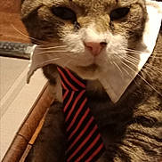 Titi participe au concours pour gagner de l'argent avec cette photo : cat, tabby, pet, animal, portrait, close_up, collar, necktie, dressed_up, funny, serious, whiskers, pink_nose, striped_fur, brown_fur, white_fur, indoor, chair, fabric, humorous