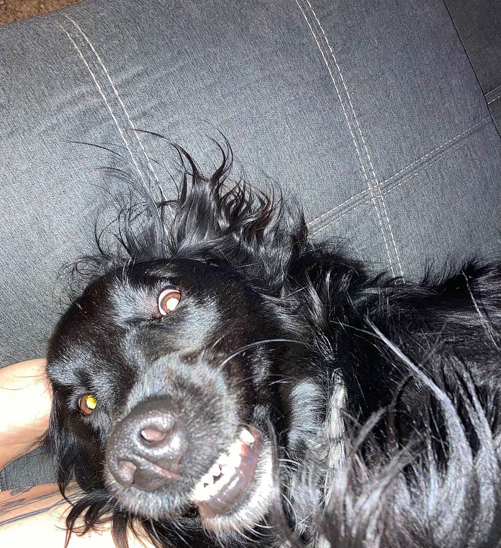 Pockets is registered to the contest to win money with this photo: canidae, carnivore, claw, cocker_spaniel, companion_dog, dog, dog_breed, dog_supply, foot, fur, liver, non_sporting_group, pattern, paw, sleeve, spaniel, sporting_group, toy_dog, whiskers, working_animal