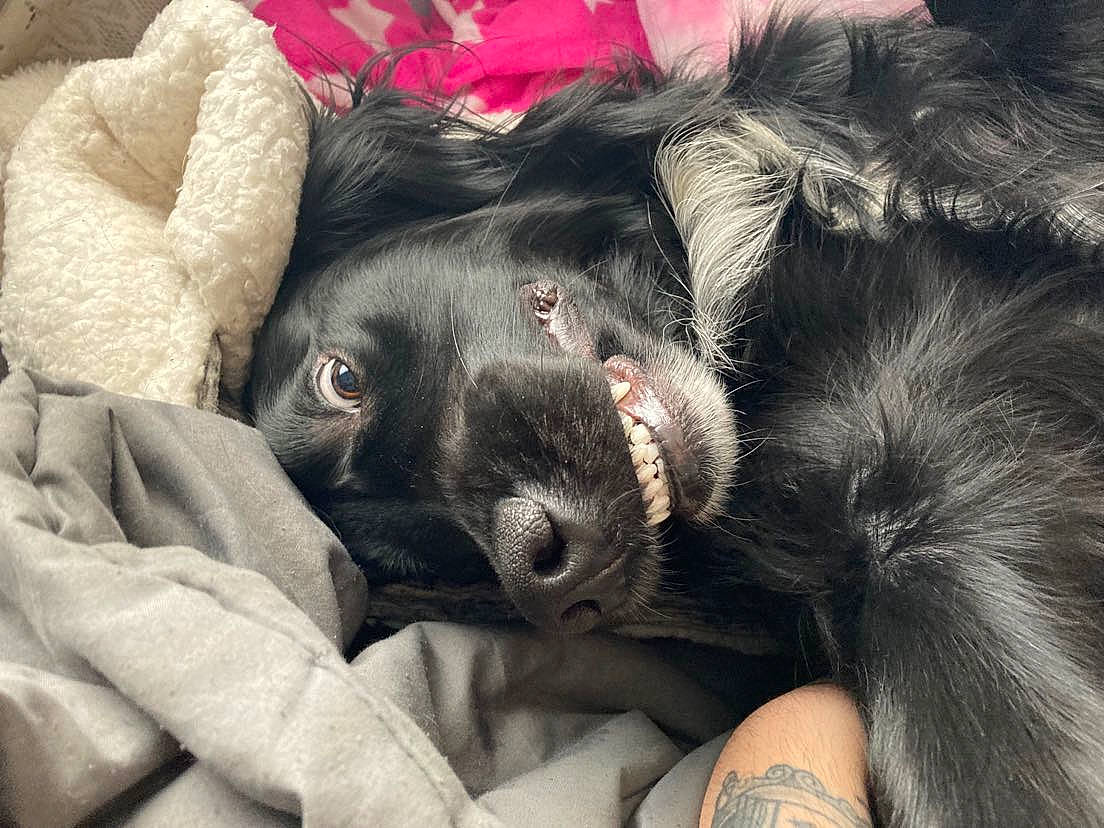 Pockets joined the competition — help win amazing prizes! canidae, carnivore, claw, comfort, companion_dog, dog, dog_breed, ear, foot, fur, gesture, nail, nap, paw, snout, sporting_group, tail, terrestrial_animal, whiskers, working_animal