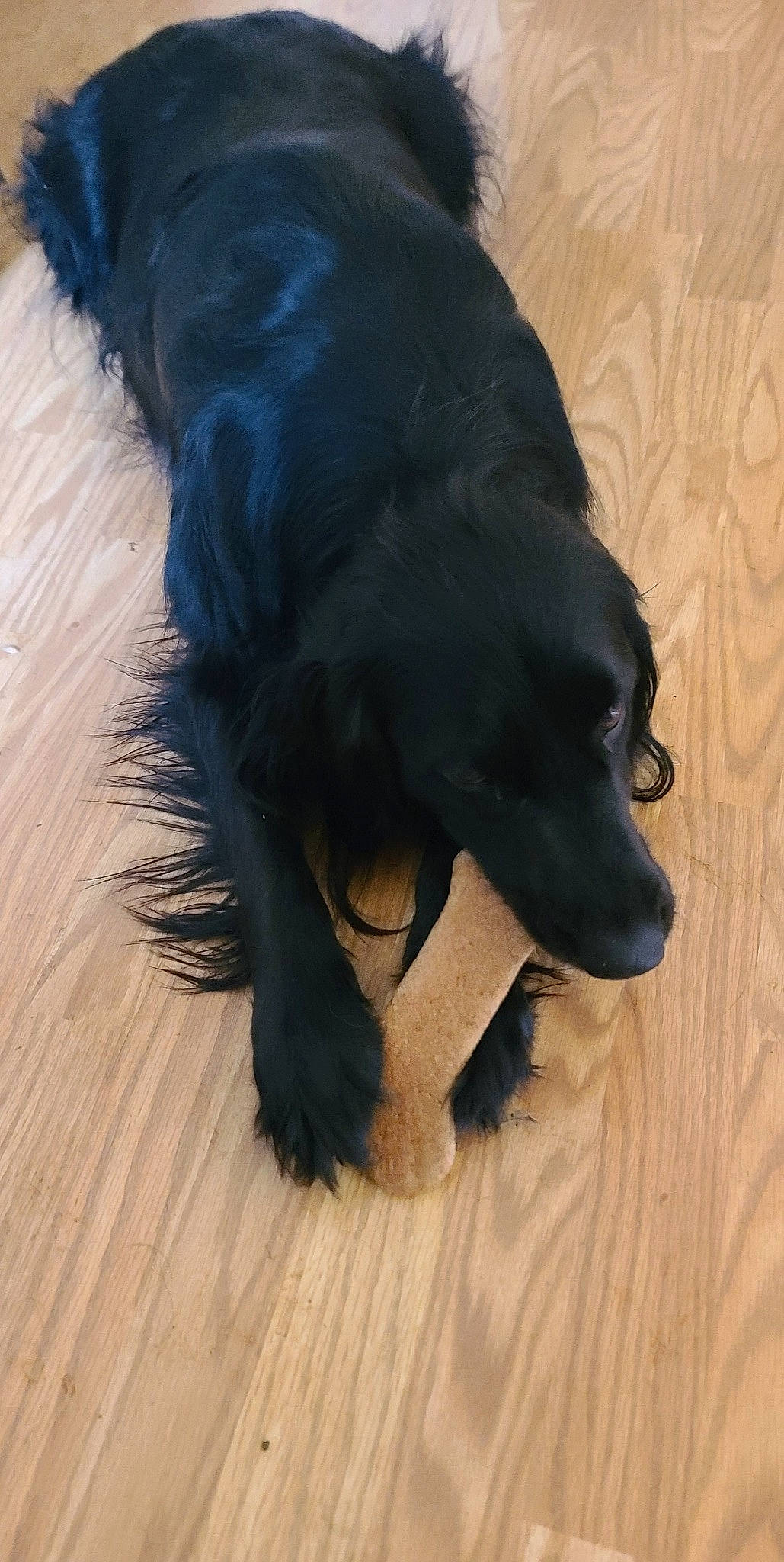 Pockets is registered to the contest to win money with this photo: borador, carnivore, companion_dog, dog, dog_breed, electric_blue, flooring, fur, gun_dog, hardwood, liver, paw, pet_supply, small_greek_domestic_dog, snout, sporting_group, terrestrial_animal, wood, working_animal, working_dog