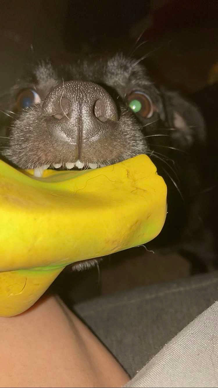 Leo is registered to the contest to win money with this photo: canidae, carnivore, claw, companion_dog, dog_breed, eye, felidae, foot, fur, head, human_body, human_leg, iris, jaw, macro_photography, plant, small_to_medium_sized_cats, snout, terrestrial_animal, whiskers