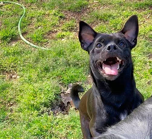 Leo is registered to the contest to win money with this photo: art, australian_cattle_dog, canidae, carnivore, collar, companion_dog, dog, dog_breed, eye, fawn, grass, groundcover, herding_dog, jaw, plant, sporting_group, terrestrial_animal, whiskers, working_animal, working_dog