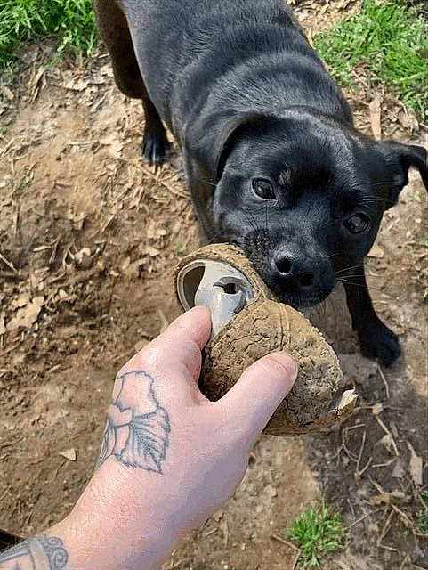 Leo is registered to the contest to win money with this photo: adventure, canidae, carnivore, companion_dog, dog, dog_breed, elbow, finger, gesture, grass, plant, snout, soil, sporting_group, tattoo, temporary_tattoo, terrestrial_animal, wildlife_biologist, working_animal, wrist