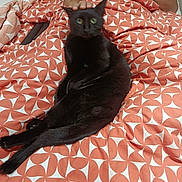 Tymmi participe au concours pour gagner de l'argent avec cette photo : animal, bed, bedding, bedroom, black_cat, cat, coral_color, feline, green_eyes, human_hand, indoors, long_tail, lying_down, patterned_blanket, pet, petting, portrait, relaxed, whiskers, white
