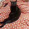 animal, bed, bedding, bedroom, black_cat, cat, coral_color, feline, green_eyes, human_hand, indoors, long_tail, lying_down, patterned_blanket, pet, petting, portrait, relaxed, whiskers, white