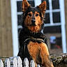 alert, animal, black, brown, building, canine, collar, dog, ears, fence, fur, guarding, nature, outdoor, pet, portrait, standing, watchful, white_fence, window