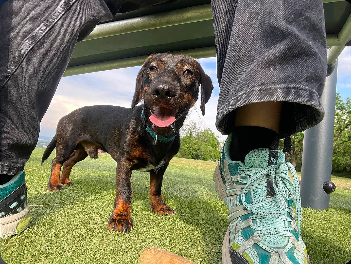 Snoop a rejoint le concours — aidez-le/la à gagner de superbes lots ! borador, canidae, carnivore, collar, companion_dog, dog, dog_breed, dog_collar, dog_supply, fashion_accessory, grass, guard_dog, gun_dog, hound, human_leg, liver, plant, sporting_group, working_animal, working_dog