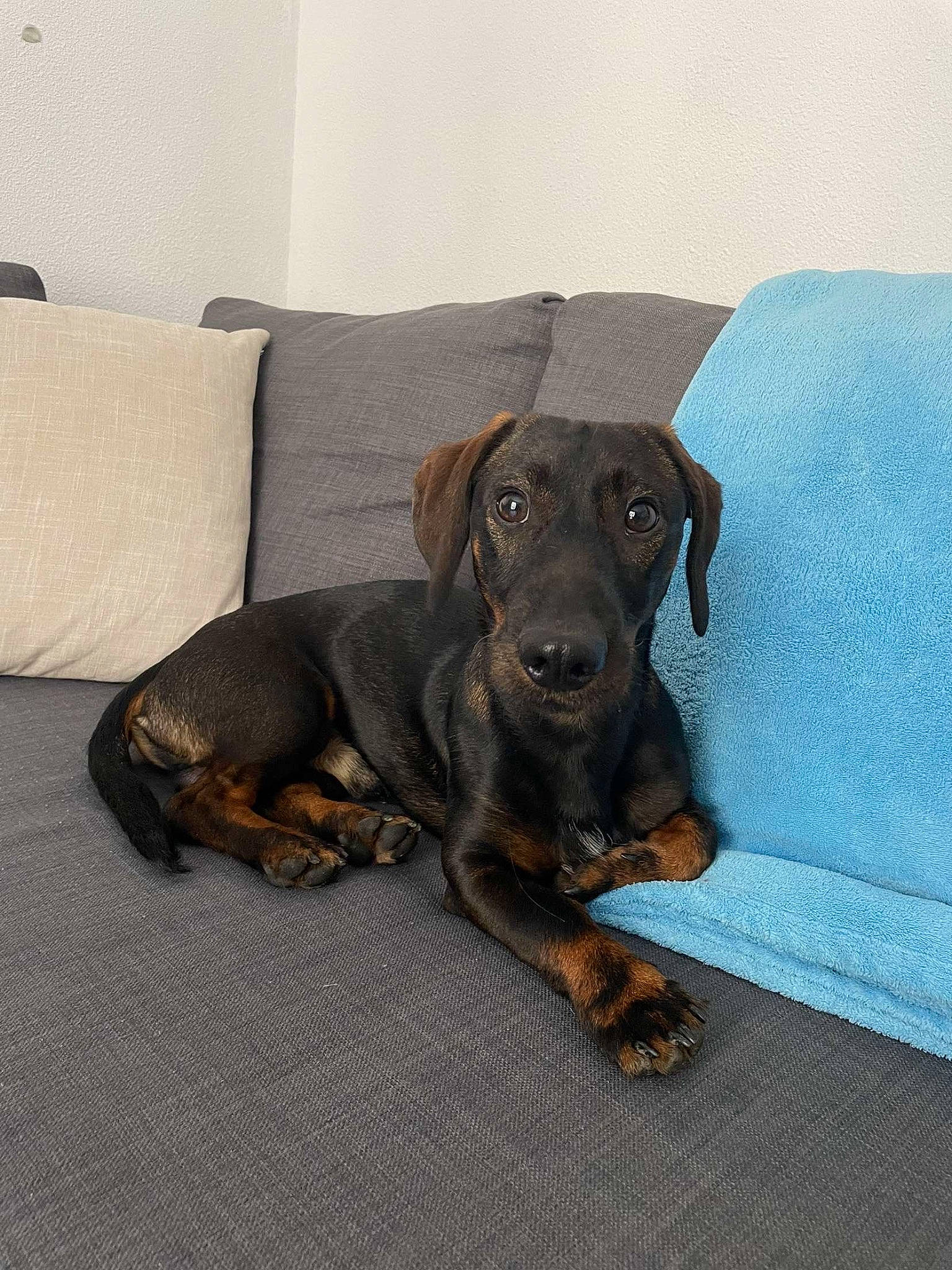 Snoop participe au concours pour gagner de l'argent avec cette photo : canidae, carnivore, comfort, companion_dog, dog, dog_breed, fawn, flooring, fur, grey, guard_dog, gun_dog, liver, metal, pet_supply, puppy, snout, sporting_group, wood, working_animal