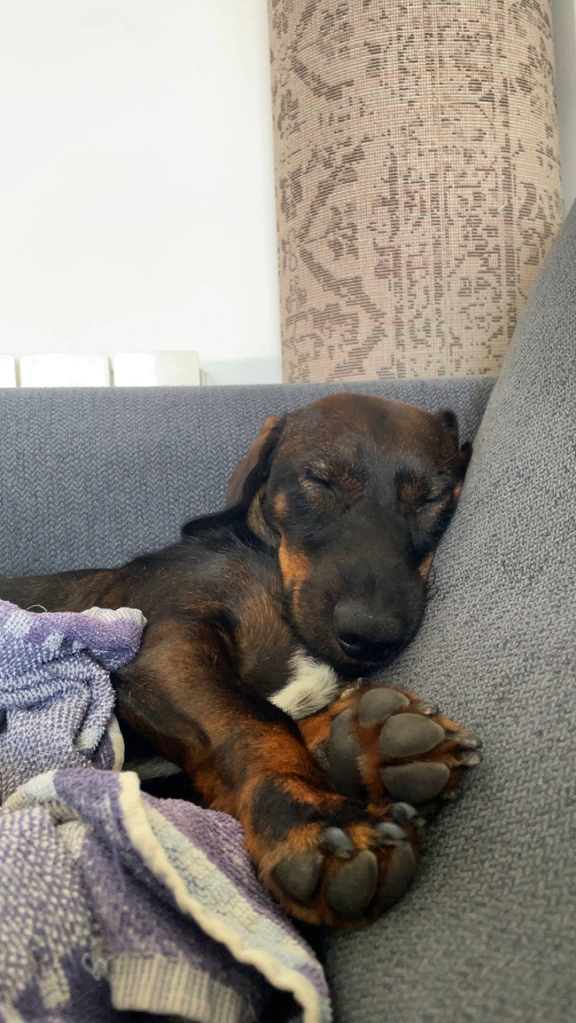 Snoop a rejoint le concours — aidez-le/la à gagner de superbes lots ! canidae, carnivore, claw, comfort, companion_dog, dog, dog_breed, fawn, flooring, fur, guard_dog, hound, liver, paw, puppy, snout, sporting_group, terrestrial_animal, toy_dog, working_animal