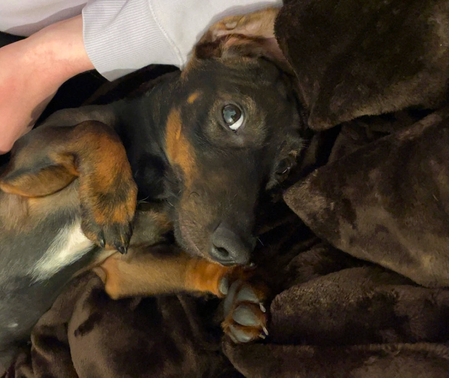 Snoop a rejoint le concours — aidez-le/la à gagner de superbes lots ! canidae, carnivore, companion_dog, dog, dog_breed, ear, fawn, fur, guard_dog, hunting_dog, liver, puppy, scent_hound, snout, sporting_group, whiskers, working_animal, working_dog