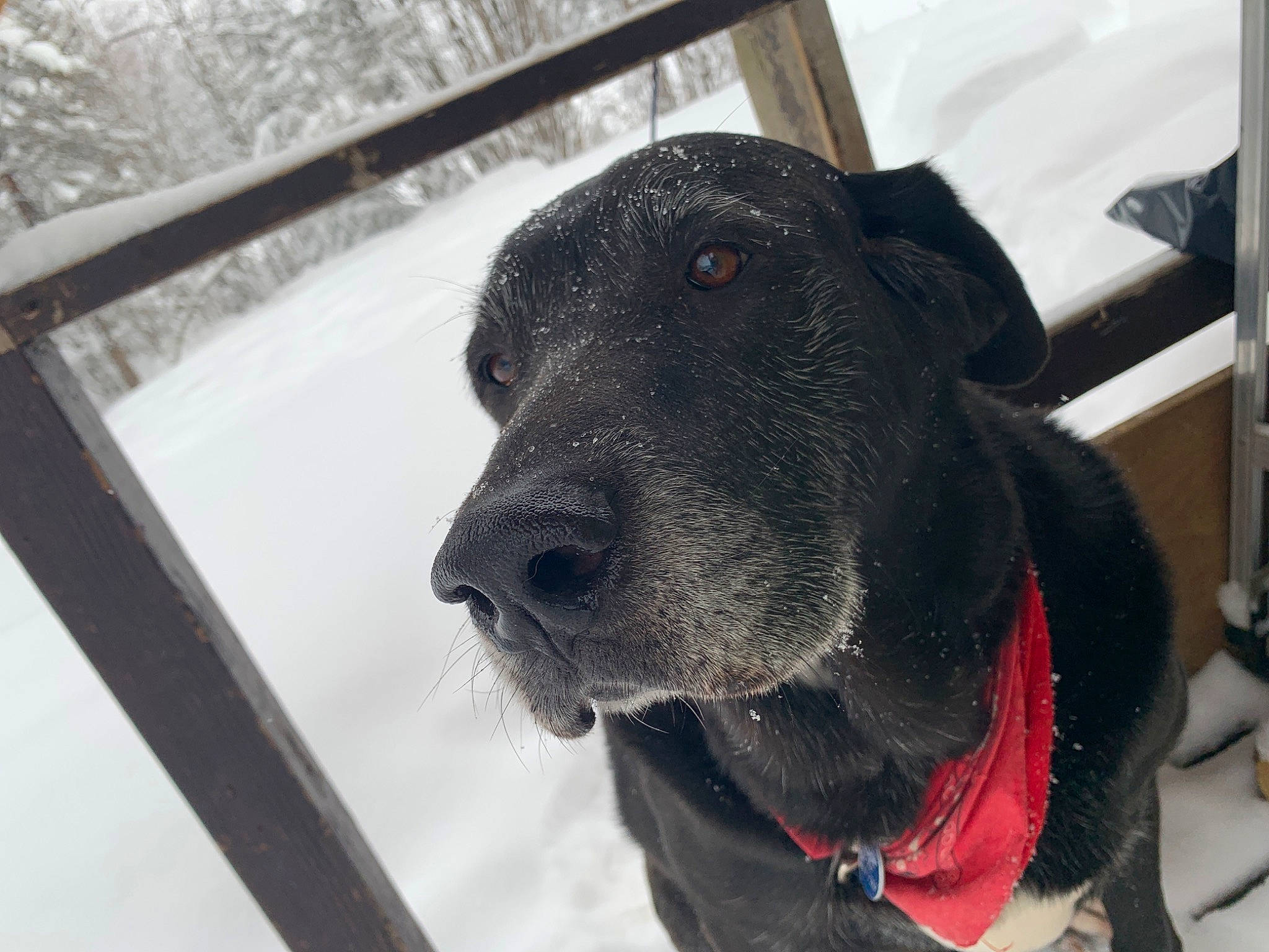 Coal joined the competition — help win amazing prizes! canidae, carnivore, dog, dog_breed, german_shorthaired_pointer, great_dane, guard_dog, hunting_dog, labrador_retriever, mammal, non_sporting_group, nose, plott_hound, pointing_breed, snout, snow, sporting_group, vertebrate