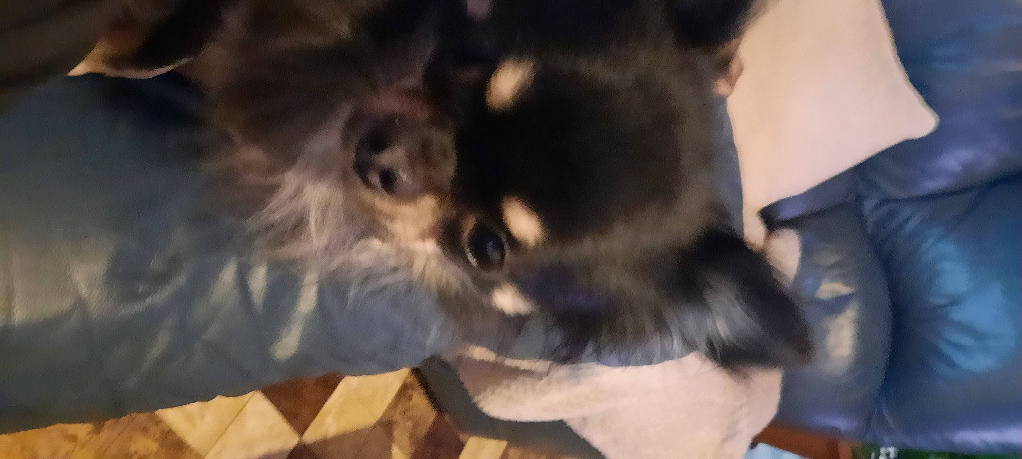 Gysmo participe au concours pour gagner de l'argent avec cette photo : canidae, carnivore, chihuahua, companion_dog, dog, dog_breed, ear, mammal, morkie, non_sporting_group, pomeranian, puppy, snout, sporting_group, toy_dog, vertebrate