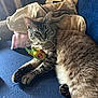 cat, tabby_cat, pet, toy, blanket, blue_blanket, indoor, cozy, fur, relaxed, sleepy, paw, whiskers, claws, soft_toy, domestic_cat, resting, feline, animal, cute