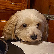Pépite participe au concours pour gagner de l'argent avec cette photo : calm, close_up, companion, cozy, cream_color, curious, cute, dog, domestic_animal, ears, fluffy, fur, head_on_table, indoor, nostalgic, pet, resting, snout, table, wooden_furniture