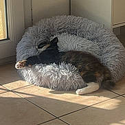 Mya participe au concours pour gagner de l'argent avec cette photo : animal, architecture, bird, canine, cat, couch, dog, dogbed, furniture, homedecor, indoors, interiordesign, kitten, manx, person, pet, plant, puppy, sleeping, tile