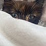 abyssinian, animal, bed, blanket, cat, couch, furniture, homedecor, kitten, laundry, linen, manx, pet, quilt, siamese, towel, white