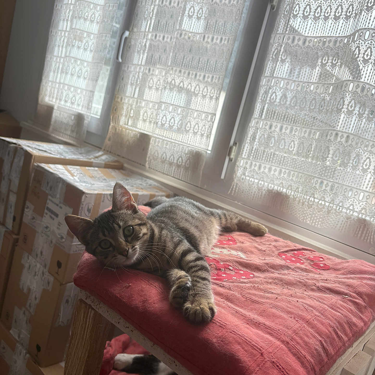 Arès a rejoint le concours — aidez-le/la à gagner de superbes lots ! cardboard_boxes, cat, cozy, curious_cat, cushion, daylight, feline, household, indoor, lace_curtains, natural_light, pet, red_cushion, relaxing, sleeping_cat, stacked_boxes, tabby, two_cats, window, wooden_perch