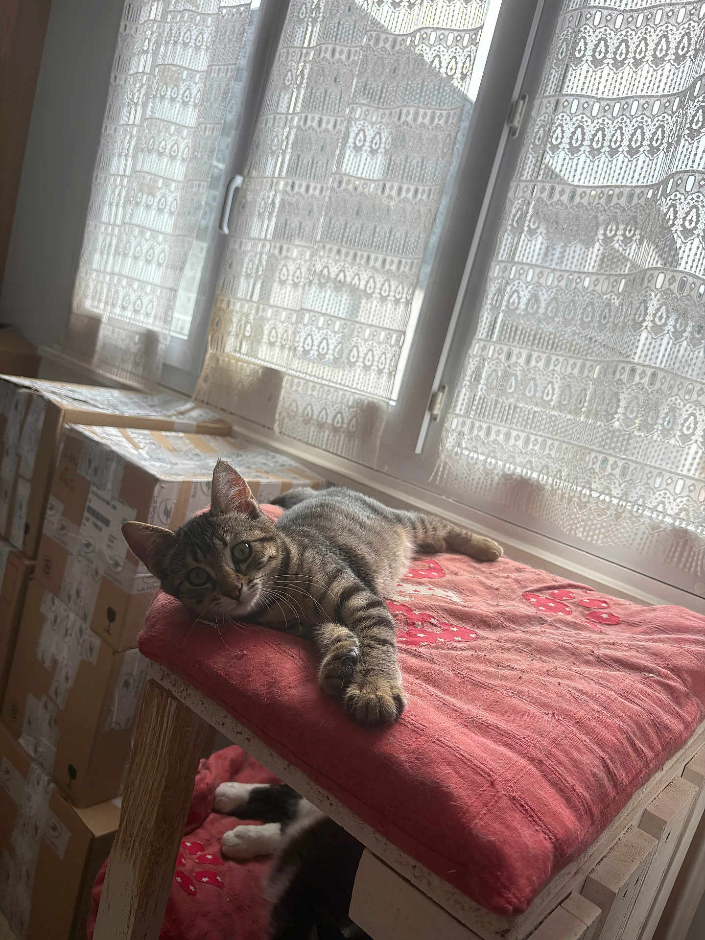 Arès a rejoint le concours — aidez-le/la à gagner de superbes lots ! cat, tabby, feline, pet, indoor, cushion, red_cushion, window, lace_curtains, natural_light, stacked_boxes, cardboard_boxes, relaxing, sleeping_cat, two_cats, wooden_perch, household, cozy, daylight, curious_cat
