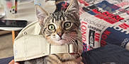 Arès participe au concours pour gagner de l'argent avec cette photo : kitten, cat, tabby, cap, hat, pet, cute, indoor, person, red_shirt, furniture, television, bed, blanket, living_room, curious, green_eyes, young_cat, striped, cozy