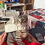 kitten, cat, tabby, cap, hat, pet, cute, indoor, person, red_shirt, furniture, television, bed, blanket, living_room, curious, green_eyes, young_cat, striped, cozy