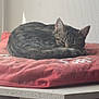 Arès a rejoint le concours — aidez-le/la à gagner de superbes lots ! cat, tabby, sleeping, curled_up, cushion, red, table, wooden, white, indoor, cozy, pet, fur, resting, quiet, soft_light, home, relaxing, animal, feline