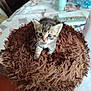 Arès a rejoint le concours — aidez-le/la à gagner de superbes lots ! kitten, cat, furry, brown, cute, pet, indoor, table, cushion, small, curious, animal, feline, whiskers, home, domestic, young, soft, furniture, playful