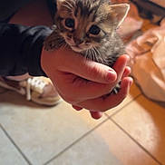 Arès participe au concours pour gagner de l'argent avec cette photo : kitten, cat, hand, person, indoor, floor, tile, fur, animal, pet, cute, small, young, holding, domestic, whiskers, face, curious, soft, cozy