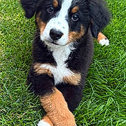 Hester joined the competition — help win amazing prizes! adorable, animal, bernese_mountain_dog, black, brown, crossed_paws, cute, dog, ears, eyes, fur, grass, laying, nature, outdoor, pet, puppy, snout, white, young