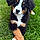 Hester